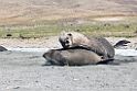 Elephant seal.20081113_3940